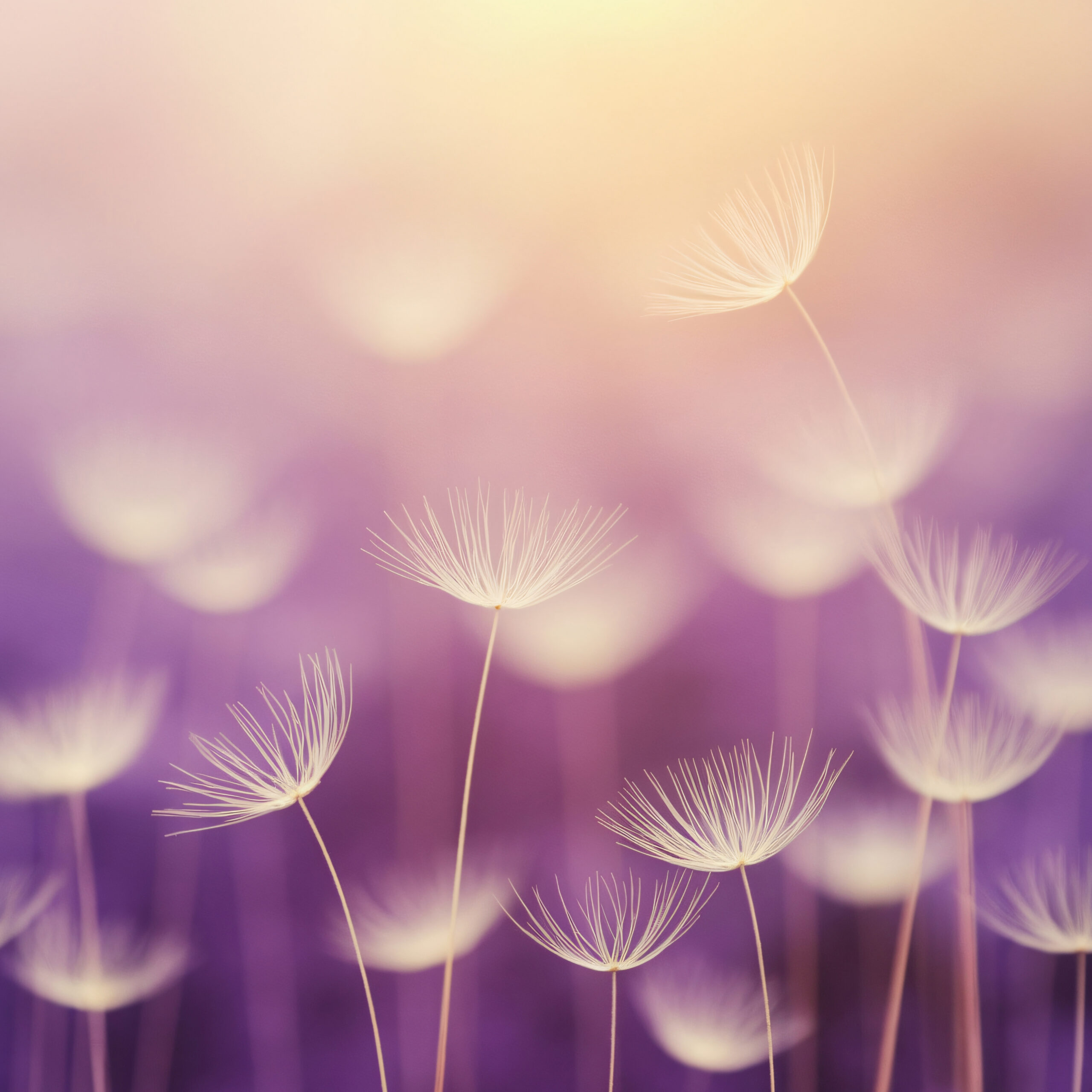 Lavender Serenity digital scrapbook collection