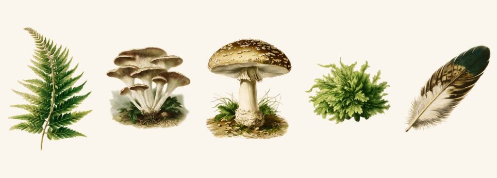 Fern frond, bracket fungus, toadstool, moss and a feather laid out in a row like pressed specimens